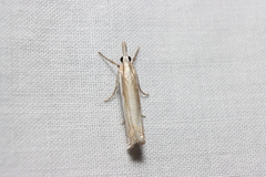 Crambus