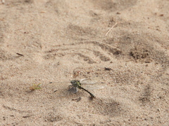 Ophiogomphus cecilia