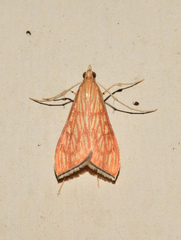 Antigastra catalaunalis