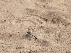 Ophiogomphus cecilia