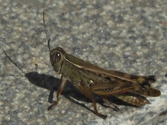 Shirakiacris shirakii