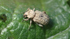 Entomoderus