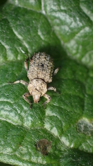 Entomoderus