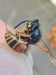 Vespula rufa