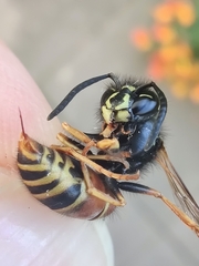 Vespula rufa