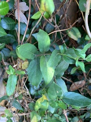 Lonicera japonica