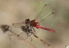 Sympetrum pallipes