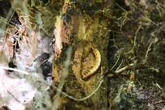 Tenebrio molitor