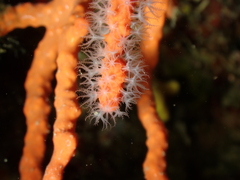 Corallium rubrum