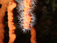 Corallium rubrum