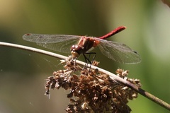 Sympetrum pallipes