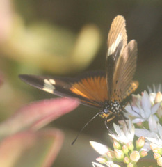 Acraea esebria