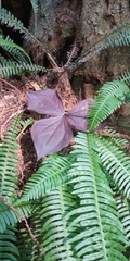 Trillium ovatum