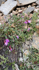 Epilobium obcordatum