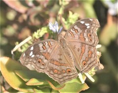 Junonia natalica
