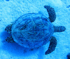 Eretmochelys imbricata