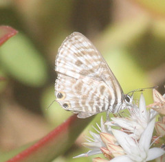 Leptotes