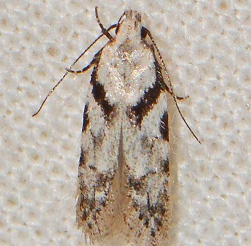 Pseudotelphusa quercinigracella
