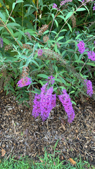 Buddleja davidii