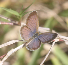 Zizeeria knysna