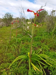 Phycella cyrtanthoides