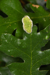 Aceria trichophila