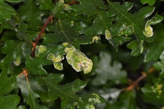 Aceria trichophila