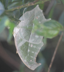 Protogoniomorpha parhassus