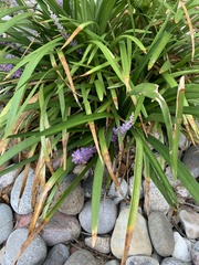 Liriope