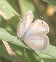 Euchrysops malathana