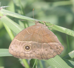 Bicyclus safitza