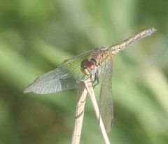 Trithemis arteriosa