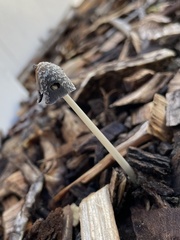 Coprinellus flocculosus