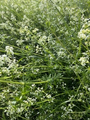 Galium