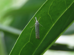 Crambus albellus