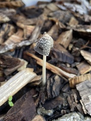 Coprinellus flocculosus