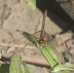 Trithemis arteriosa