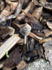 Coprinellus flocculosus