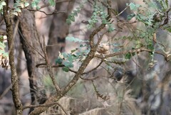 Acanthiza inornata