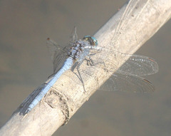 Orthetrum chrysostigma