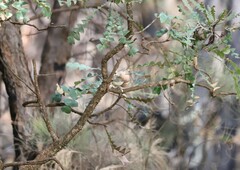 Acanthiza inornata