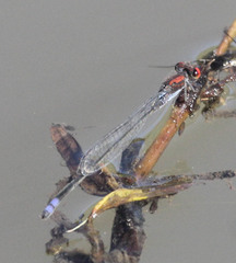 Pseudagrion massaicum