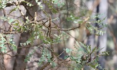 Acanthiza inornata
