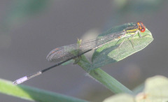 Pseudagrion hageni
