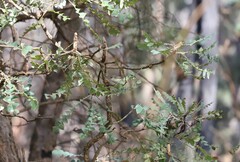Acanthiza inornata