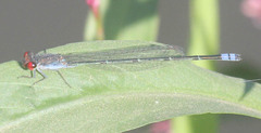 Pseudagrion sublacteum