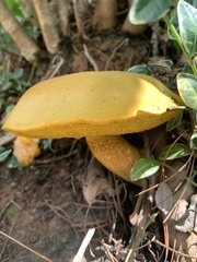 Retiboletus ornatipes