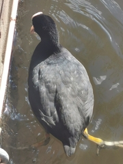 Fulica atra
