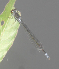 Pseudagrion hamoni