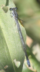 Pseudagrion kersteni